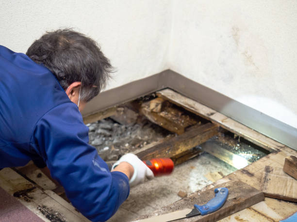 Best Commercial Mold Removal  in Trenton, FL