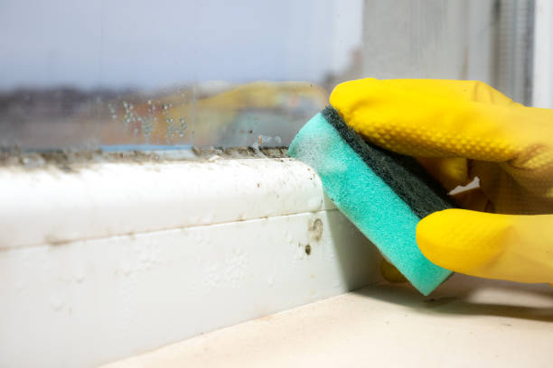 Best Residential Mold Removal  in Trenton, FL
