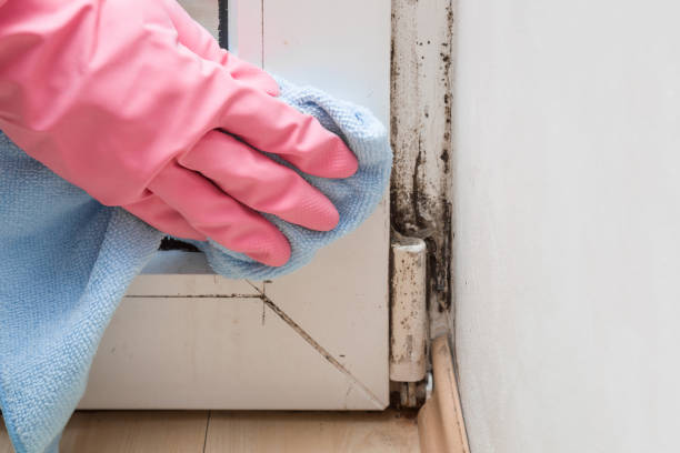 Best Fast Mold Removal  in Trenton, FL